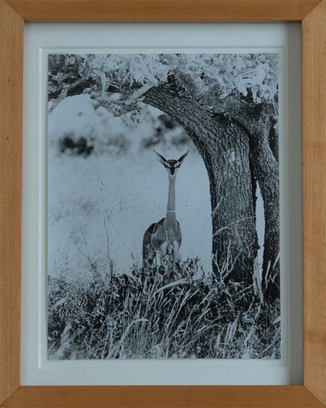 PETER BEARD Geranuk Kenya, 1960 printed 1983