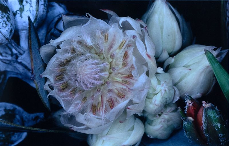 NOBUYOSHI ARAKI Flowers, 2002