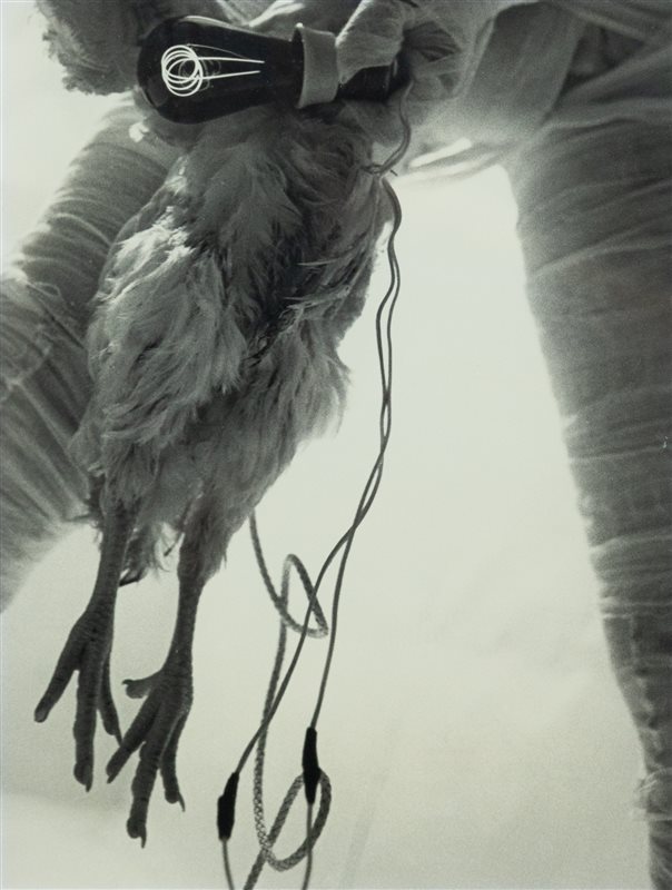 RUDOLF SHWARZKOGLER 6.aktion/52, 1966